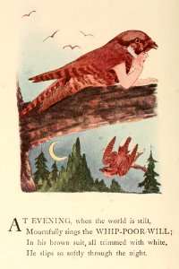 63 Whippoorwill