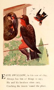 64 Eave Swallow