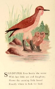 57 Sandpiper