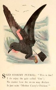 58 Stormy Petrel