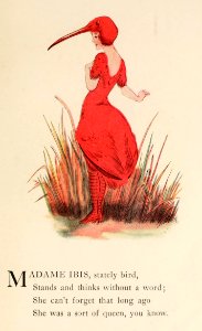 56 Ibis