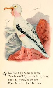 52 Albatross