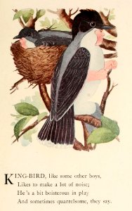 42 Kingbird