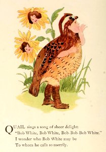 41 Quail
