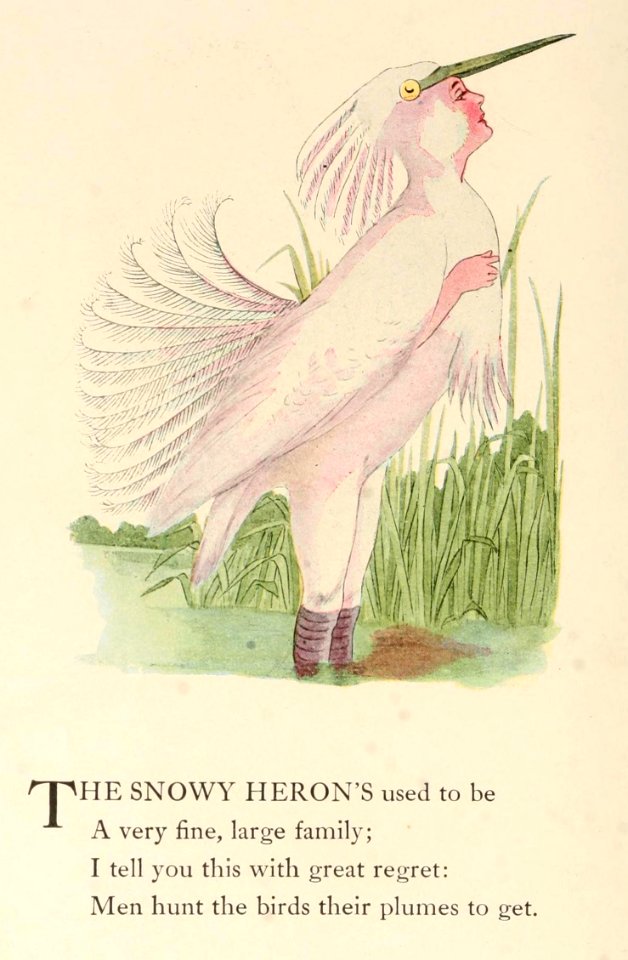 35 Snowy Heron