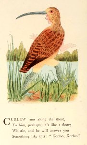 33 Curlew