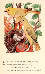 32 Yellow Warbler