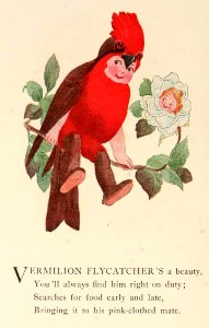 31 Vermillion Flycatcher