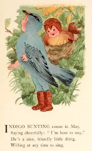 28 Indigo Bunting