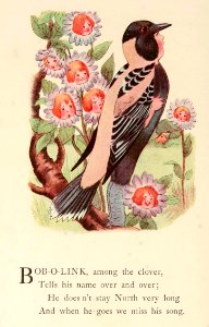27 Bobolink