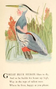 26 Great Blue Heron