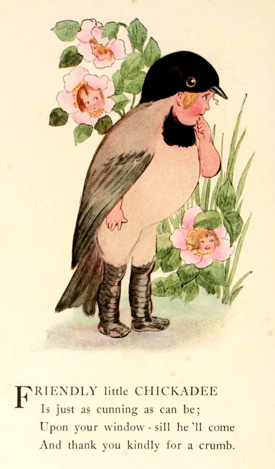 23 Chickadee