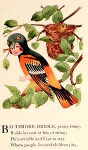20 Baltimore Oriole