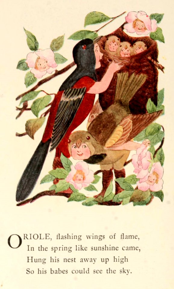 19 Oriole