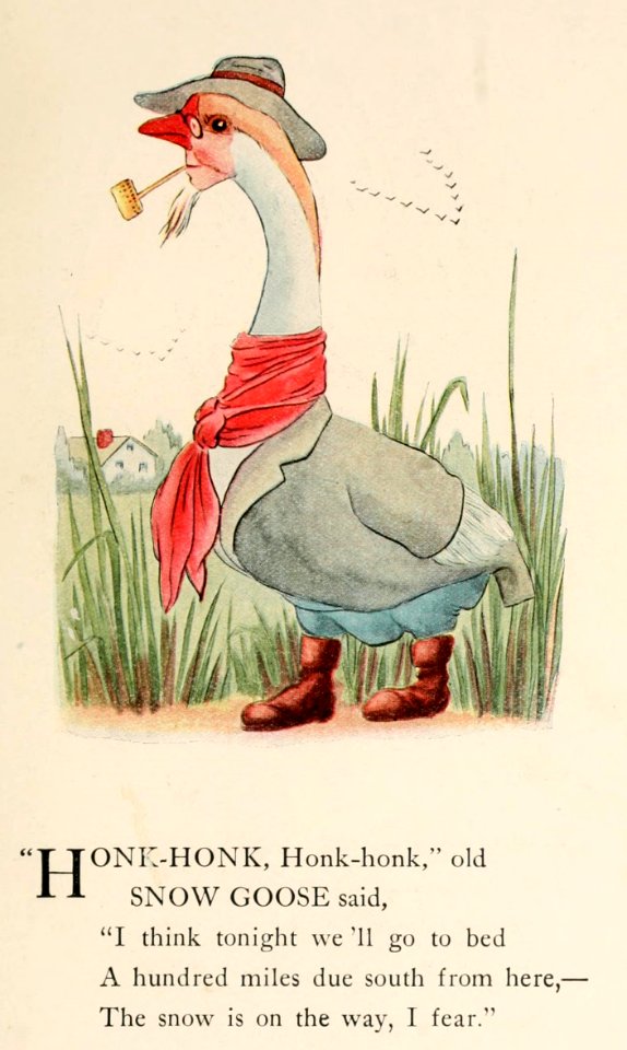08 Snow Goose