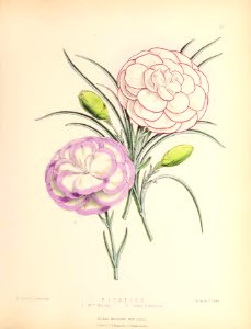 1873 Plate 50