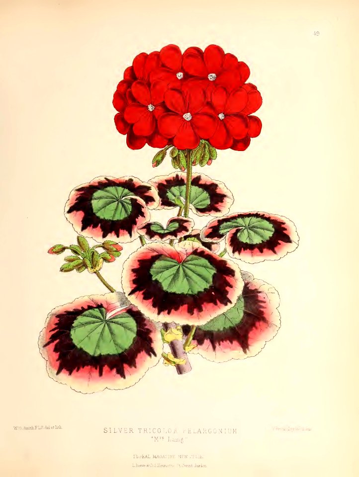 1873 Plate 49