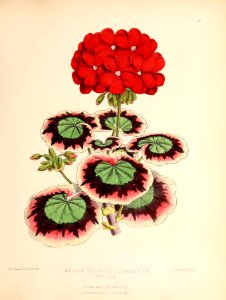 1873 Plate 49