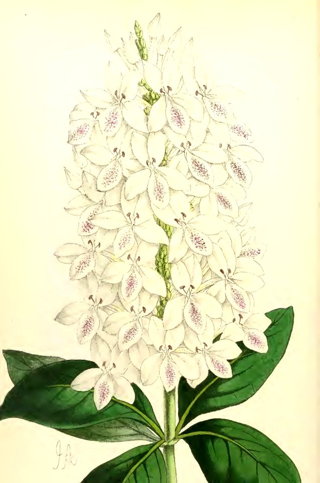 1868 Vol 7 Plate 411