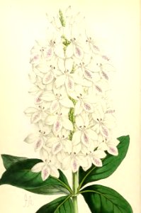 1868 Vol 7 Plate 411