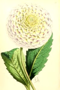 1868 Vol 7 Plate 412
