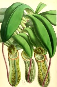 1868 Vol 7 Plate 409