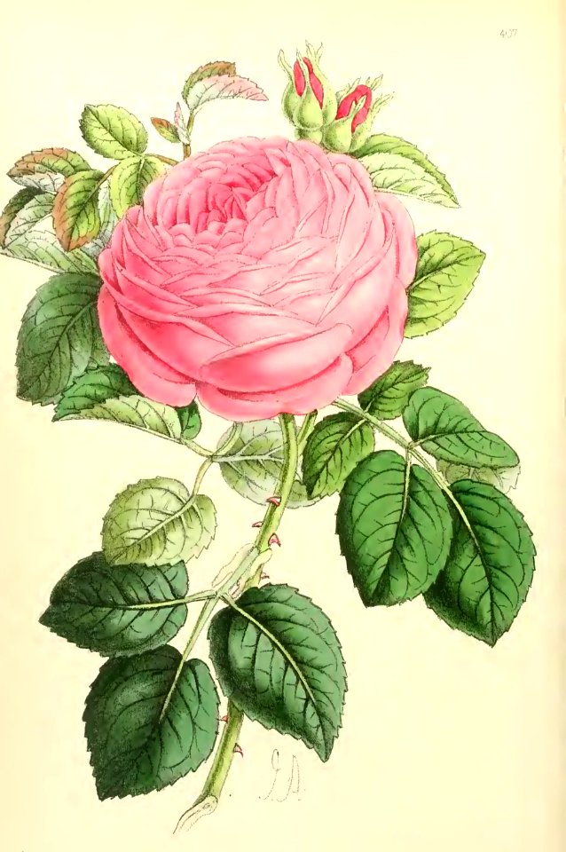 1868 Vol 7 Plate 407