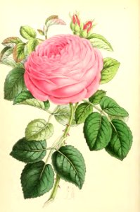 1868 Vol 7 Plate 407