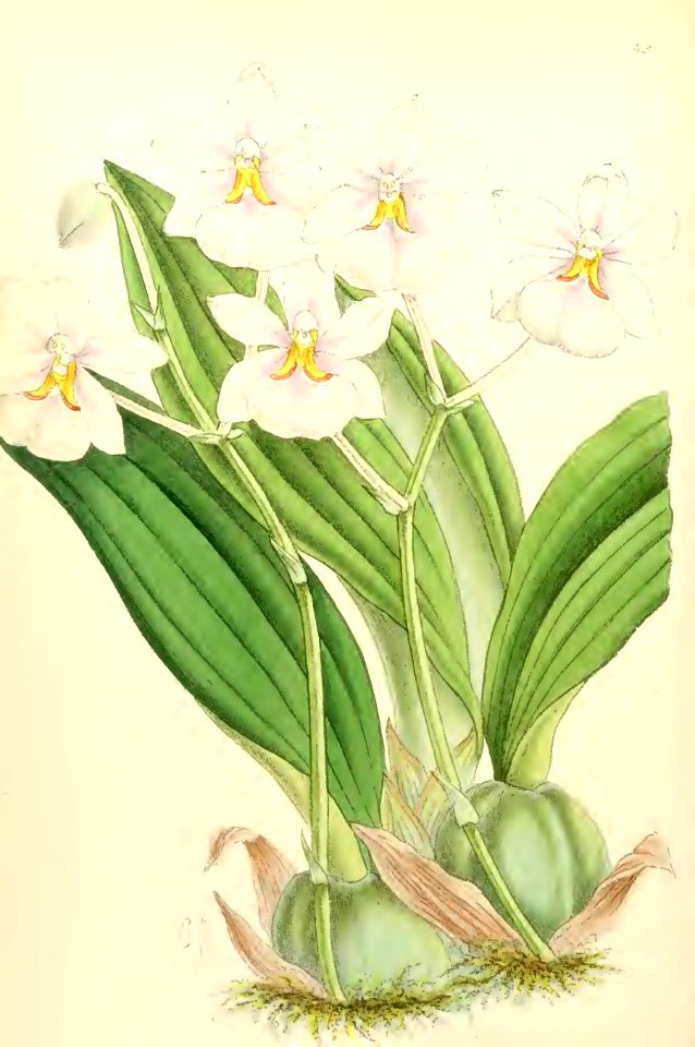 1868 Vol 7 Plate 406