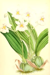 1868 Vol 7 Plate 406