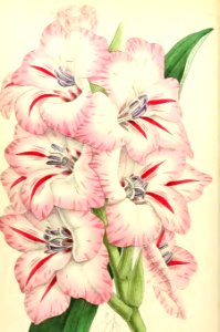 1868 Vol 7 Plate 405