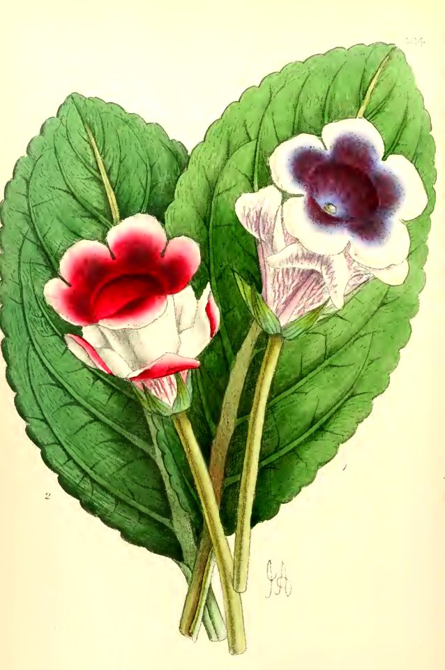 1868 Vol 7 Plate 404