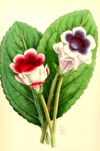 1868 Vol 7 Plate 404