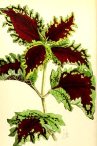 1868 Vol 7 Plate 402