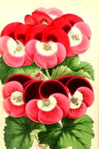 1868 Vol 7 Plate 401