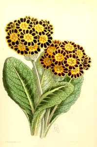1868 Vol 7 Plate 400
