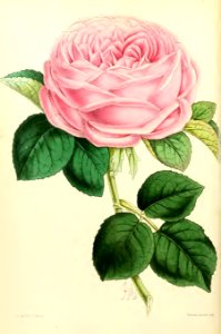 1868 Vol 7 Plate 399