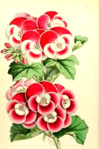 1868 Vol 7 Plate 397