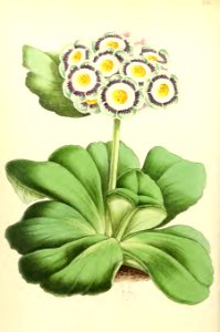 1868 Vol 7 Plate 396