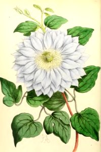 1868 Vol 7 Plate 394
