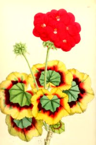 1868 Vol 7 Plate 392