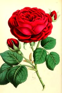 1868 Vol 7 Plate 389
