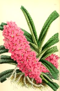 1868 Vol 7 Plate 393