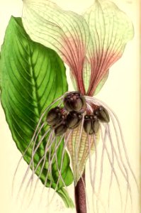 1868 Vol 7 Plate 388