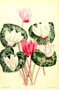 1868 Vol 7 Plate 387