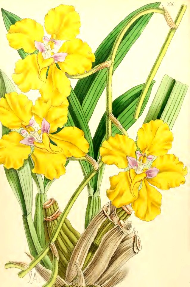 1868 Vol 7 Plate 386