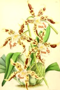 1868 Vol 7 Plate 378