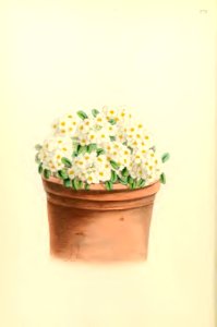 1868 Vol 7 Plate 379