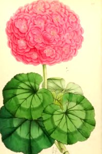 1868 Vol 7 Plate 377