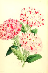 1868 Vol 7 Plate 376
